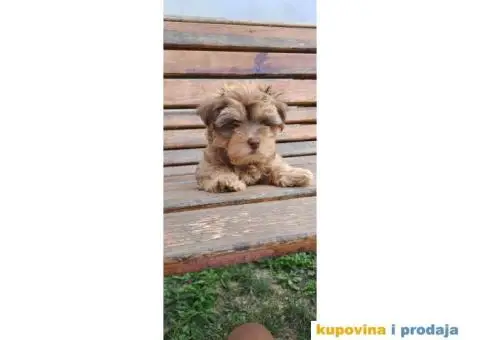 Havanski Bišon štenci - 1/9