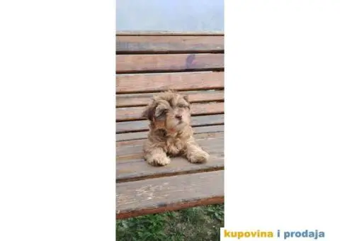 Havanski Bišon štenci - 3/9