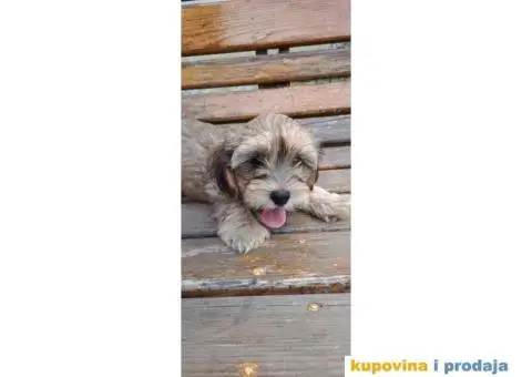 Havanski Bišon štenci - 4/9