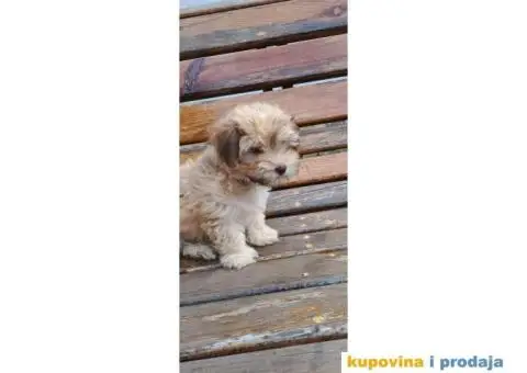 Havanski Bišon štenci - 5/9