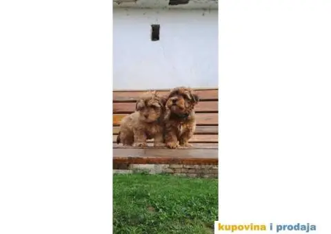 Havanski Bišon štenci - 6/9