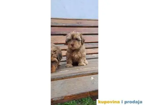 Havanski Bišon štenci - 7/9