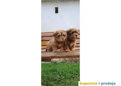 Havanski Bišon štenci - 8/9