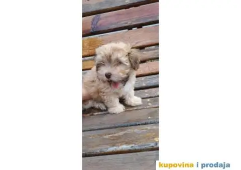 Havanski Bišon štenci - 9/9