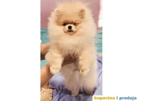 Pomeranac BOO štenci TOP Klasa - 1/8