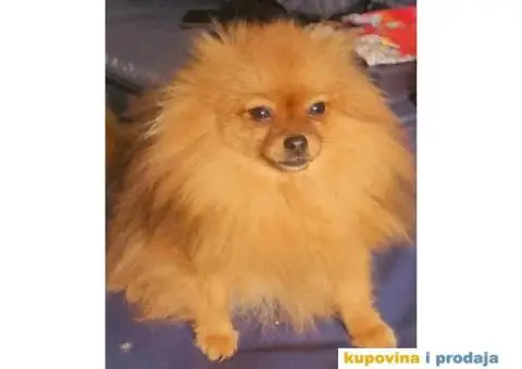 Pomeranac BOO štenci TOP Klasa - 2/8