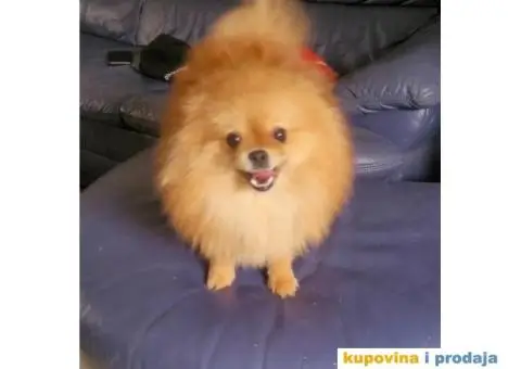 Pomeranac BOO štenci TOP Klasa - 3/8