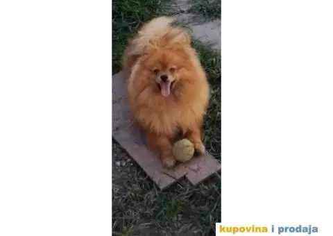 Pomeranac BOO štenci TOP Klasa - 4/8
