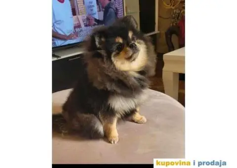 Pomeranac BOO štenci TOP Klasa - 5/8