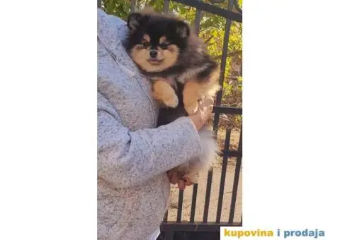 Pomeranac BOO štenci TOP Klasa - 6/8