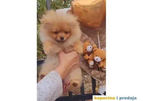 Pomeranac BOO štenci TOP Klasa - 7/8