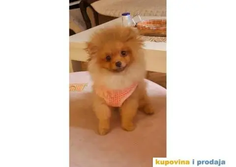 Pomeranac BOO štenci TOP Klasa - 8/8