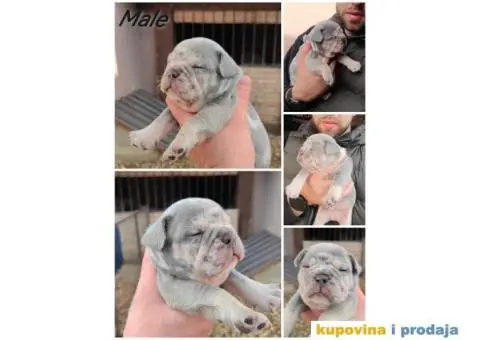 Francuski Buldog Standard i Exotic - 1/8