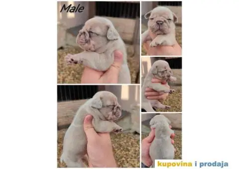 Francuski Buldog Standard i Exotic - 2/8