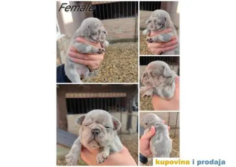 Francuski Buldog Standard i Exotic - 3/8