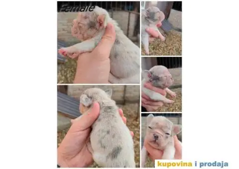 Francuski Buldog Standard i Exotic - 4/8