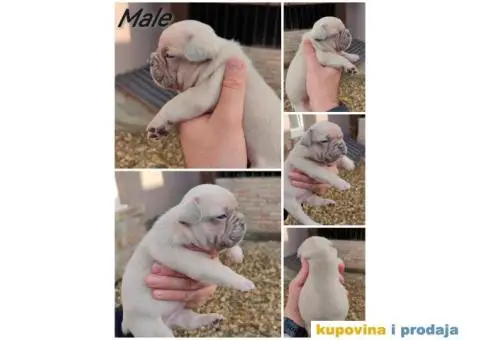 Francuski Buldog Standard i Exotic - 5/8