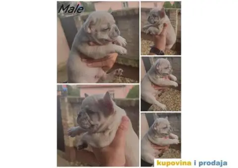 Francuski Buldog Standard i Exotic - 6/8