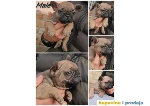 Francuski Buldog Standard i Exotic - 7/8