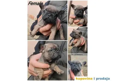 Francuski Buldog Standard i Exotic - 8/8