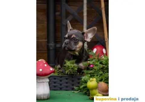 Francuski Buldog Exotic - 1/9