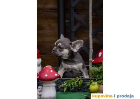 Francuski Buldog Exotic - 2/9