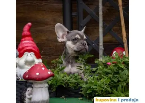 Francuski Buldog Exotic - 3/9
