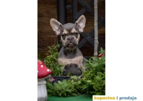 Francuski Buldog Exotic - 4/9