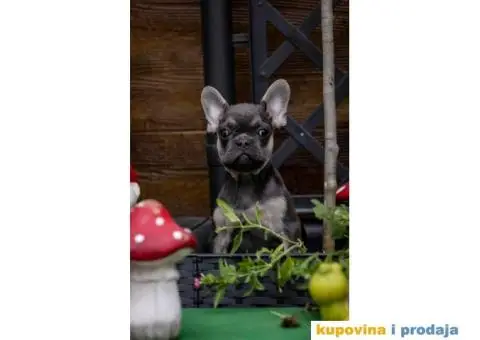Francuski Buldog Exotic - 5/9