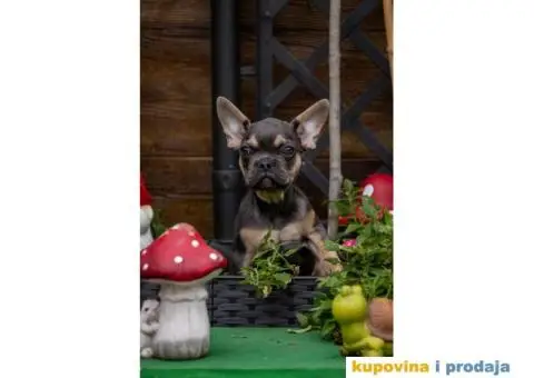 Francuski Buldog Exotic - 6/9