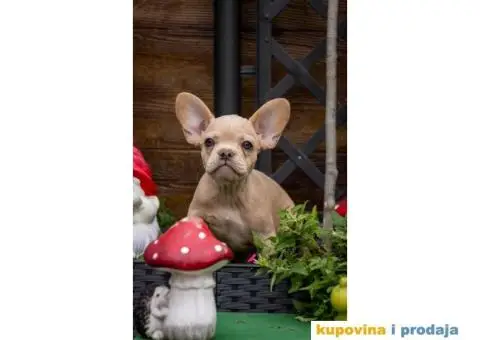 Francuski Buldog Exotic - 8/9