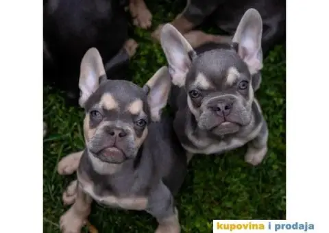 Francuski Buldog Exotic - 9/9