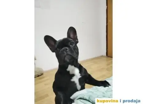 Francuski buldog štenci - 3/6