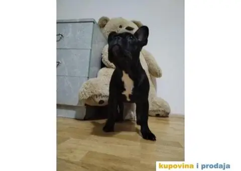 Francuski buldog štenci - 4/6