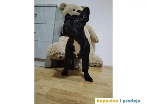 Francuski buldog štenci - 5/6