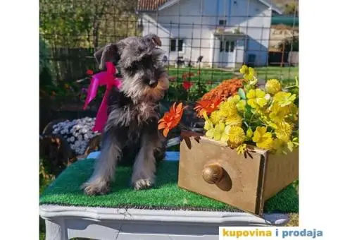 Patuljasti šnaucer stenci - 1/10