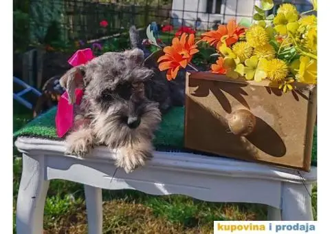 Patuljasti šnaucer stenci - 2/10