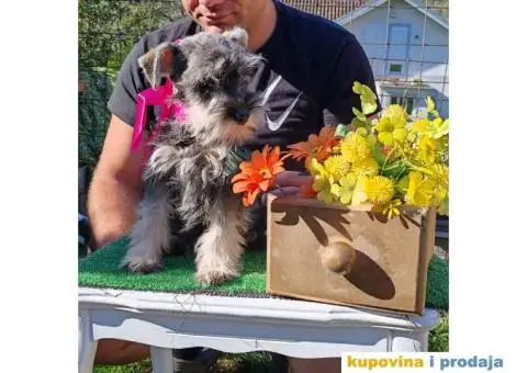 Patuljasti šnaucer stenci - 3/10