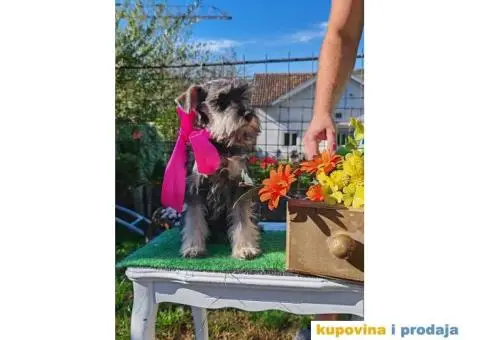 Patuljasti šnaucer stenci - 4/10