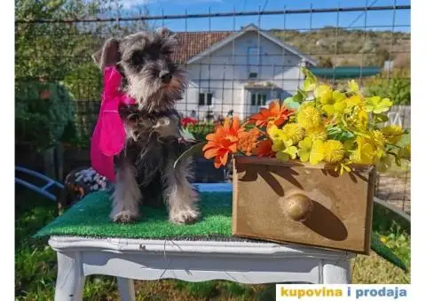 Patuljasti šnaucer stenci - 5/10