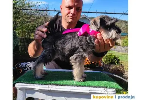 Patuljasti šnaucer stenci - 6/10