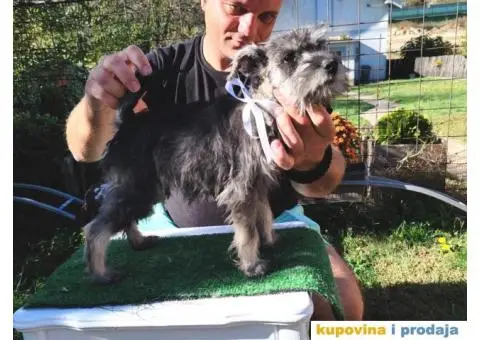 Patuljasti šnaucer stenci - 7/10