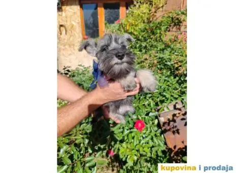 Patuljasti šnaucer stenci - 8/10