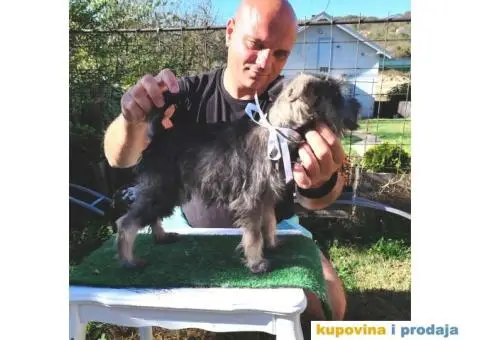 Patuljasti šnaucer stenci - 9/10