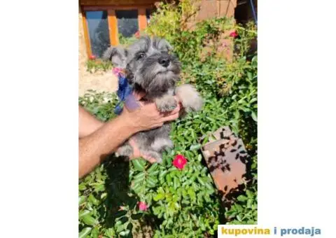 Patuljasti šnaucer stenci - 10/10