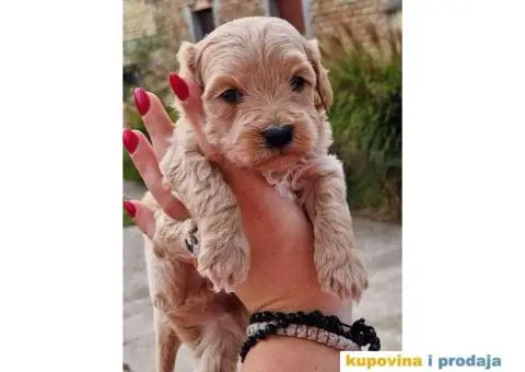 Stenci MALTIPOO  spremni za preuzimanje - 1/4