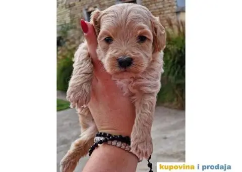 Stenci MALTIPOO  spremni za preuzimanje - 2/4