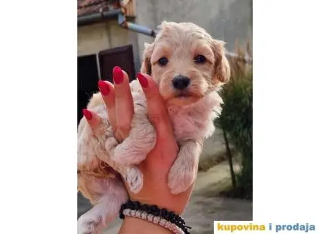 Stenci MALTIPOO  spremni za preuzimanje - 3/4