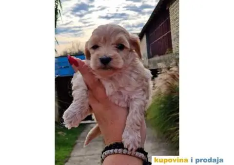 Stenci MALTIPOO  spremni za preuzimanje - 4/4