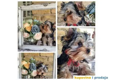 Jorkširski terijer štenci - 2/6